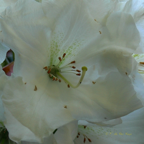 Bois des Moutiers (273) Mai 2012